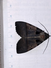 Serrodes