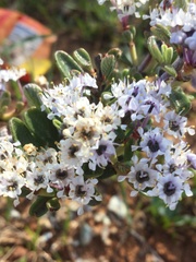 Ceanothus roderickii