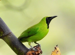 Greater Green Leafbird photo 1