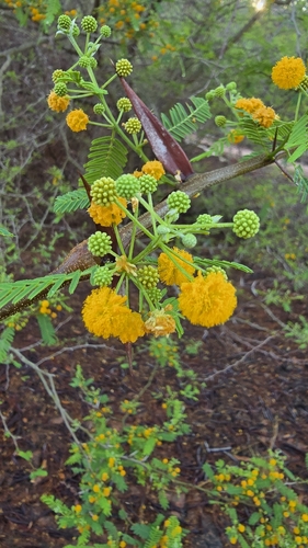 Boat-spine Acacia (Vachellia campeachiana)