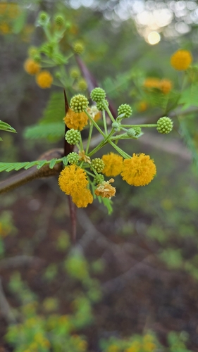 Cubata (Acacia cochliacantha)