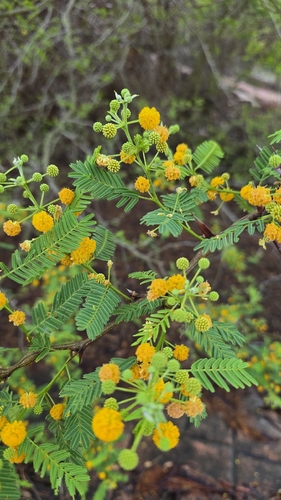 Cubata (Acacia cochliacantha)