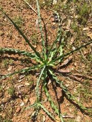 Chlorogalum grandiflorum