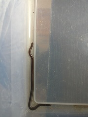 Indotyphlops braminus