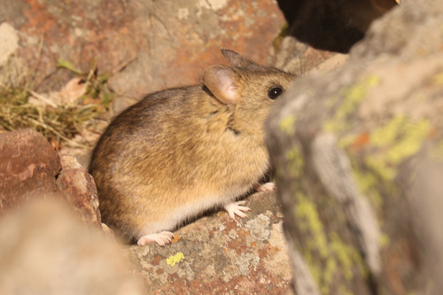 Buenos Aires Leaf-eared Mouse