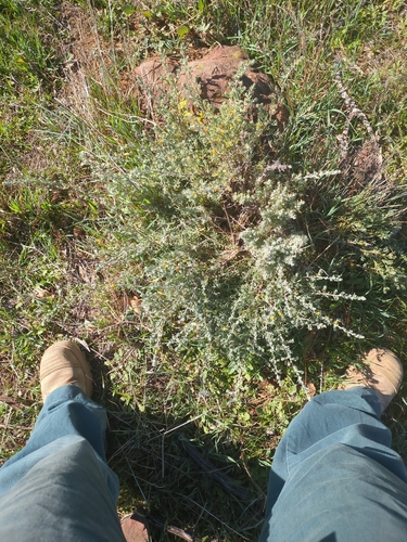 ruby saltbush