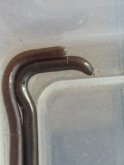 Indotyphlops braminus