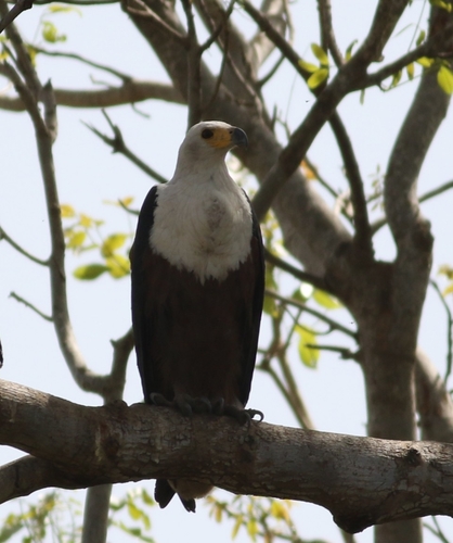 iNaturalist image
