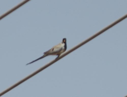Namaqua Dove