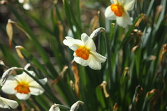 Narcissus poeticus