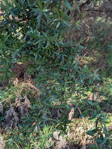Leptospermum grandifolium, 2026-05-28