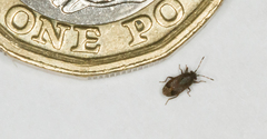 Stygnocoris