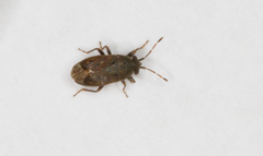 Stygnocoris