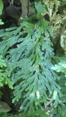 Selaginella longipinna