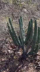 Stenocereus thurberi