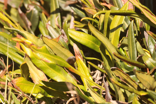 Elaphoglossum gayanum, 2026-05-22