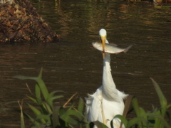 Ardea alba