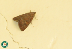 Achaea lienardi