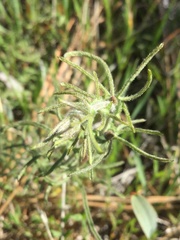 Calystegia stebbinsii