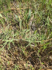 Calystegia stebbinsii