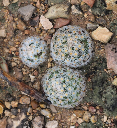 Lace-spine Nipple Cactus