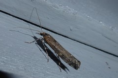 Orocrambus cyclopicus