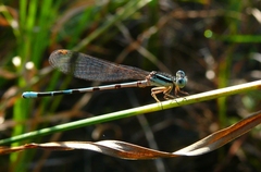 Argia bipunctulata