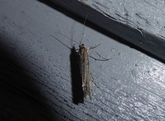 Orocrambus cyclopicus