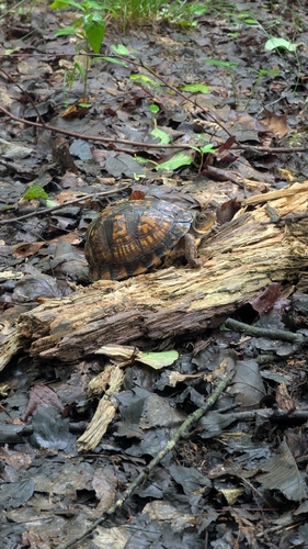 Eastern Box Turtle