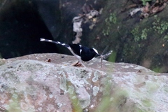 Enicurus leschenaulti