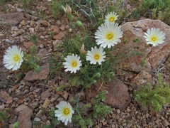 Calycoseris wrightii