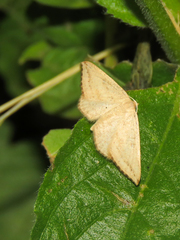 Chiasmia paucimacula
