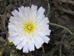 Calycoseris wrightii