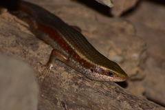 Eutropis lankae