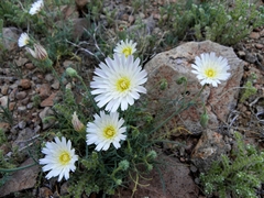 Calycoseris wrightii