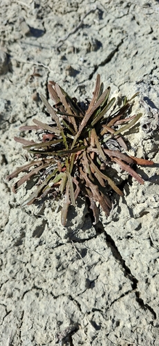 Microseris scapigera, 2026-05-29
