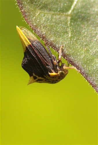 Ennya chrysura