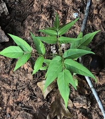 Ailanthus