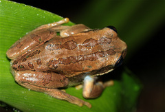 Gastrotheca cuencana