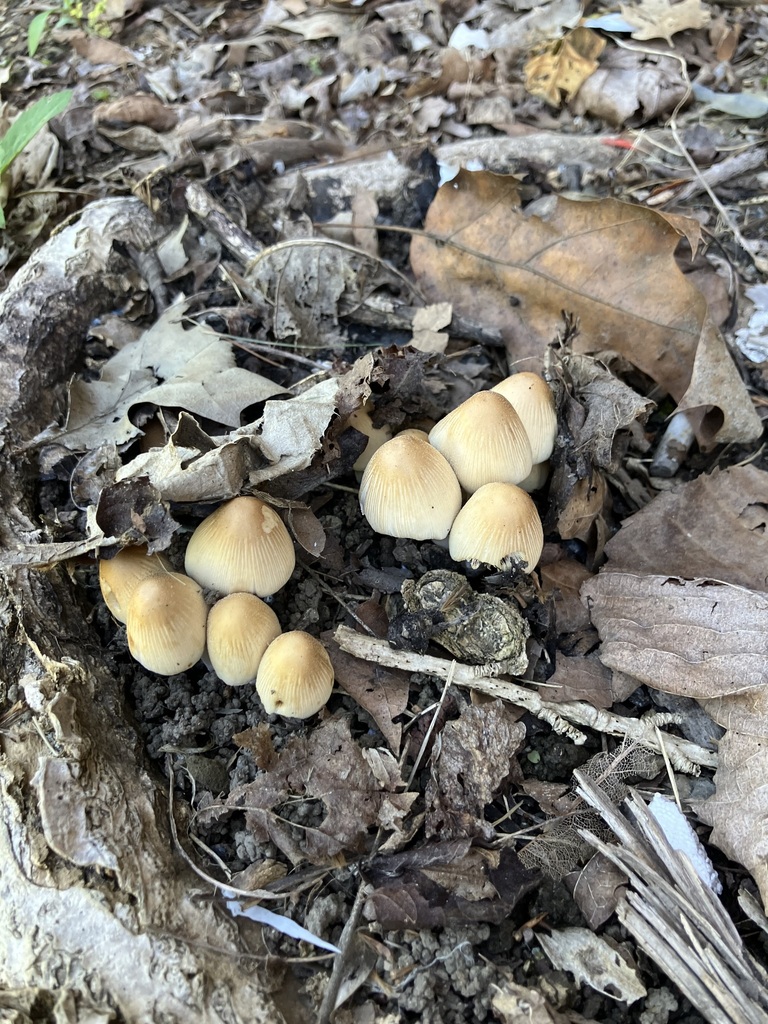 mica cap · May 2026 · photo: Photo: (c) toad-wife, some rights reserved (CC BY) · iNaturalist