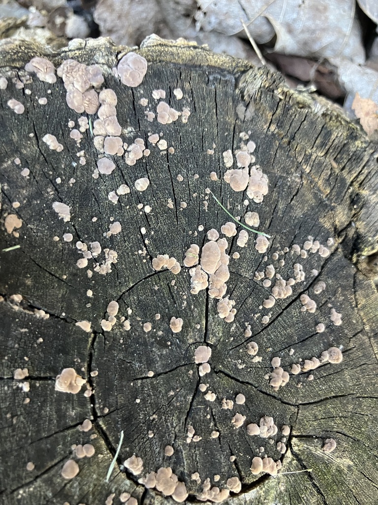 ceramic parchment · May 2026 · photo: Photo: (c) toad-wife, some rights reserved (CC BY) · iNaturalist