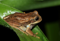 Gastrotheca cuencana