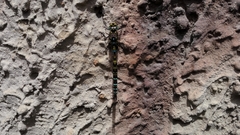 Rhionaeschna marchali