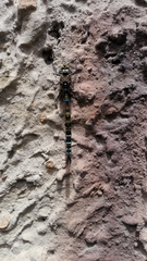 Rhionaeschna marchali