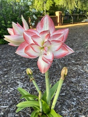 Hippeastrum hybridum