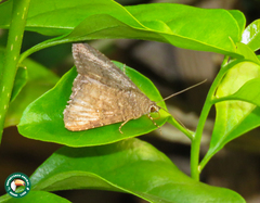 Condica capensis