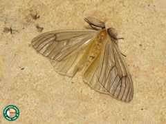 Cropera phlebitis