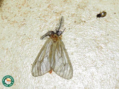 Cropera phlebitis