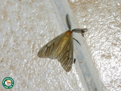 Cropera phlebitis