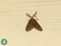 Cropera phlebitis